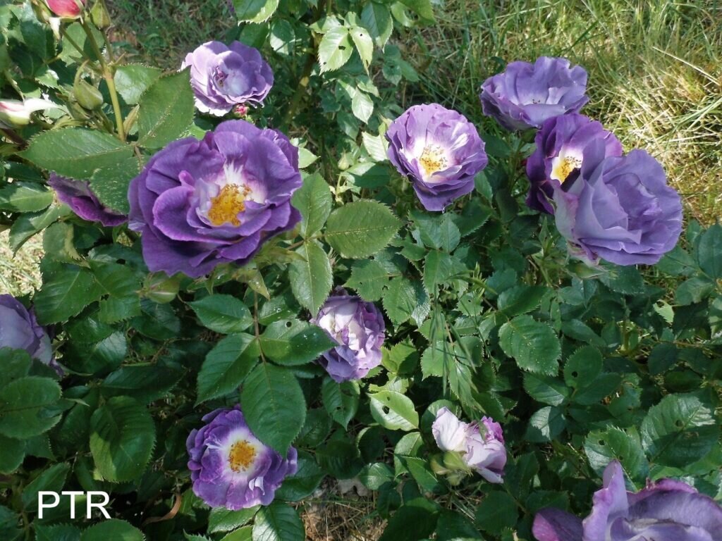 Источник:  https://ptrosa.pl/2021/04/28/blue-for-you-roza-niebieska/