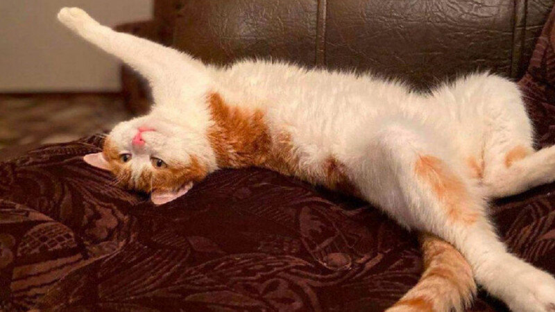     Кот Твикс Соцсети