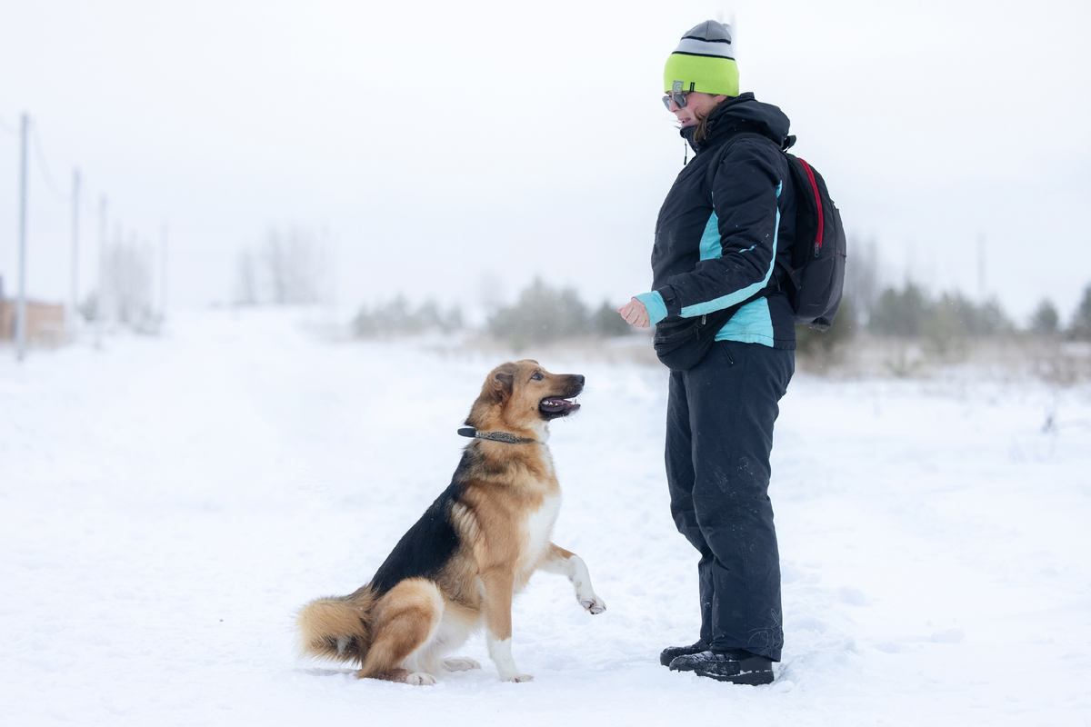 собаки в будущем. четырехногий робот «бигдог».