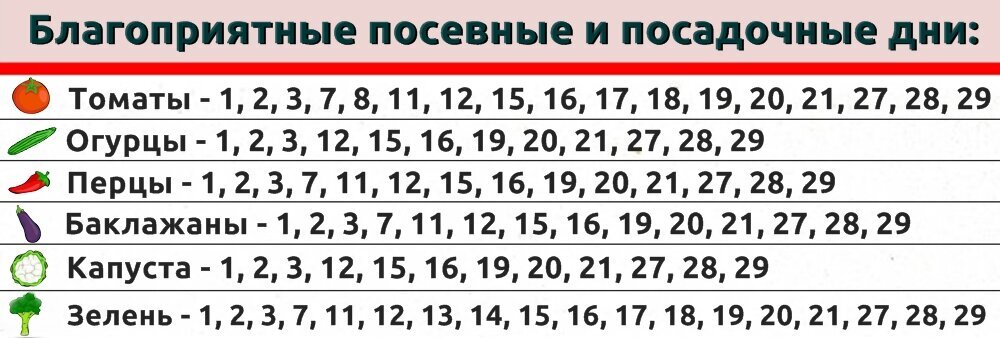 Когда пересаживать комнатные цветы — лучшие даты по лунному календарю