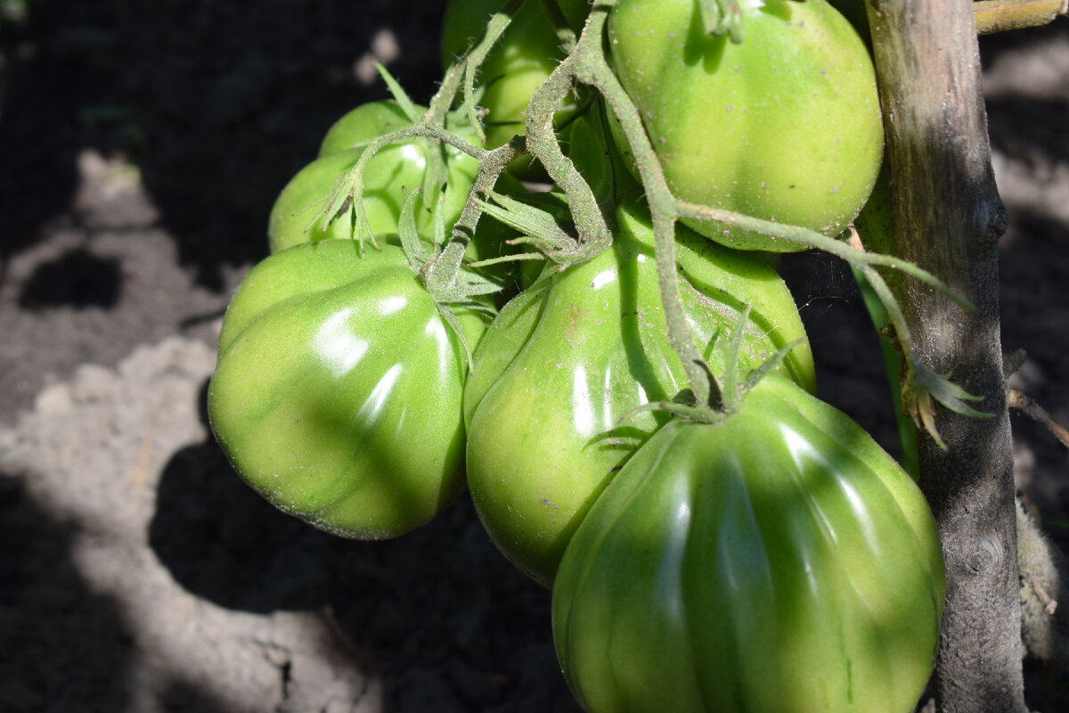 томат розовый. томат декоративный (lycopersicon esculentum) gardener's delight. томаты вес 1 кг. помидор (томат), грунтовый. томаты, вес.