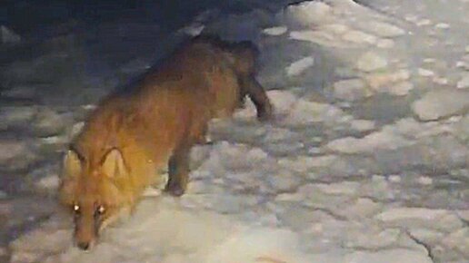 Кусь лисичка. Рыбу отвечает лисица. Рыба лиса. Здравствуй сестрица что ты кушаешь спрашивает волк. Кусь лисичка.