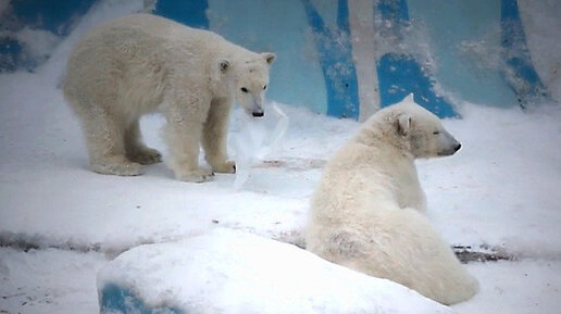 Беличья круговерть как играть. Беличья круговерть как играть. Беличья круговерть как играть. Круговерть фон. Пушистый хвост белки.
