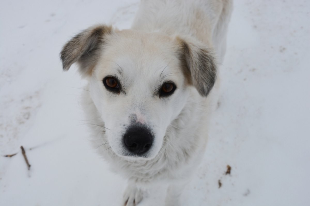    Конкурс грантов на создание приютов для собак запустили в Иркутской области