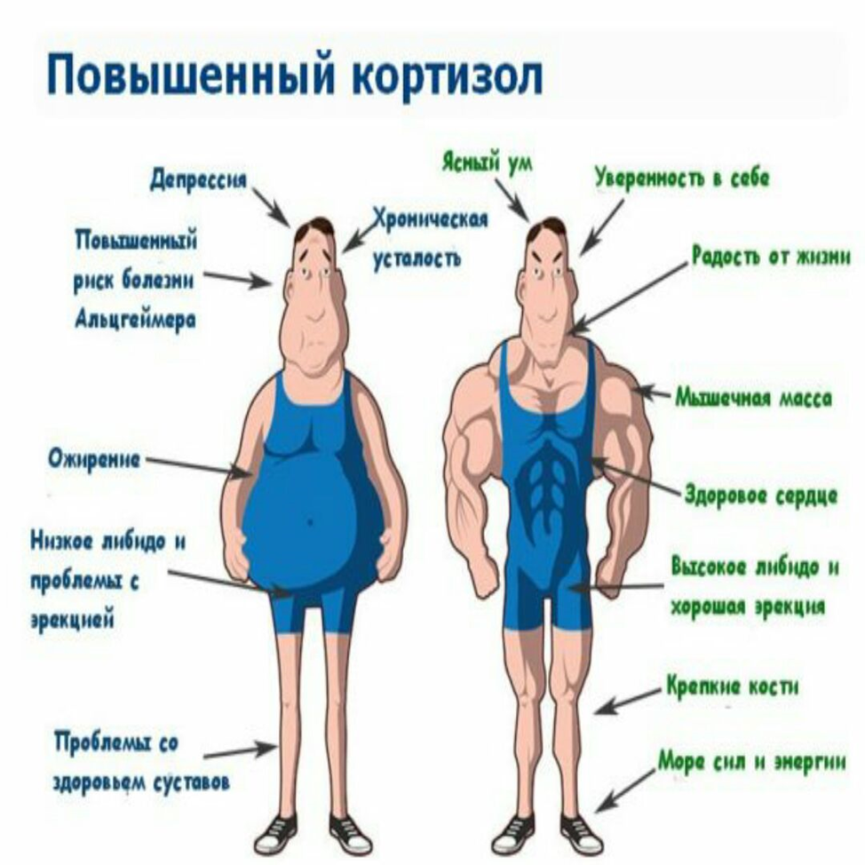 Бывать ниже. Кортизол гормон. Кортизол гормон стресса. Повышенный кортизол. Уровень гормона стресса кортизол.