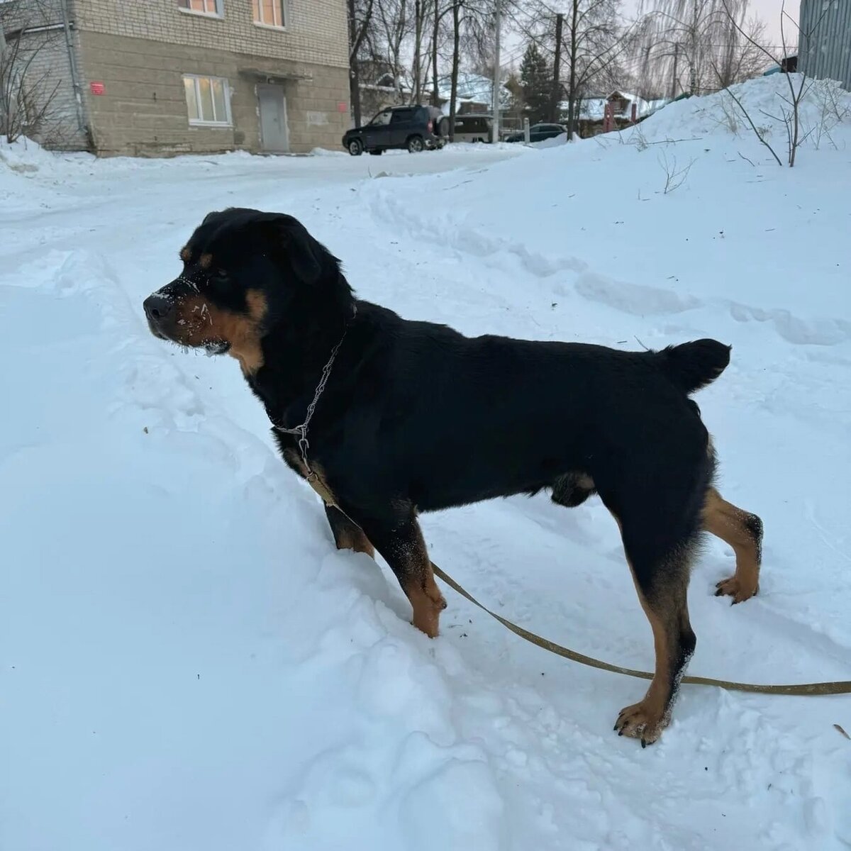 щенки даром санкт петербурге