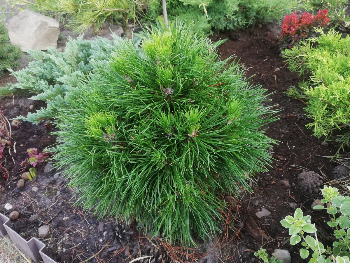 Сосна горная 'Varella', август