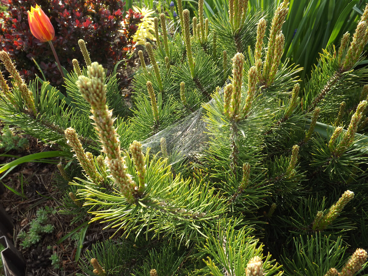 Сосна горная видовая очень нравится не только мне, но и паучкам🕷🕷🕷