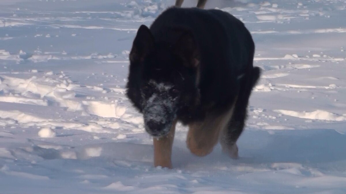 Дед, прадед и вааще приклольный пес - Тоник - Пинкертон с Красных Прудов