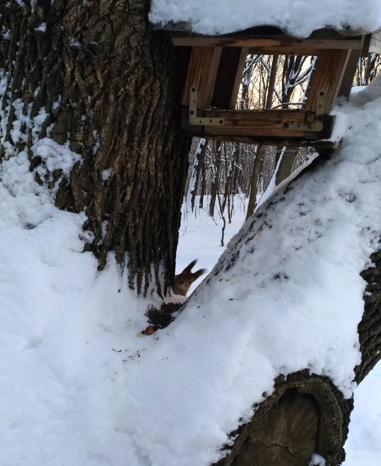 Белка тоже поздравляет
