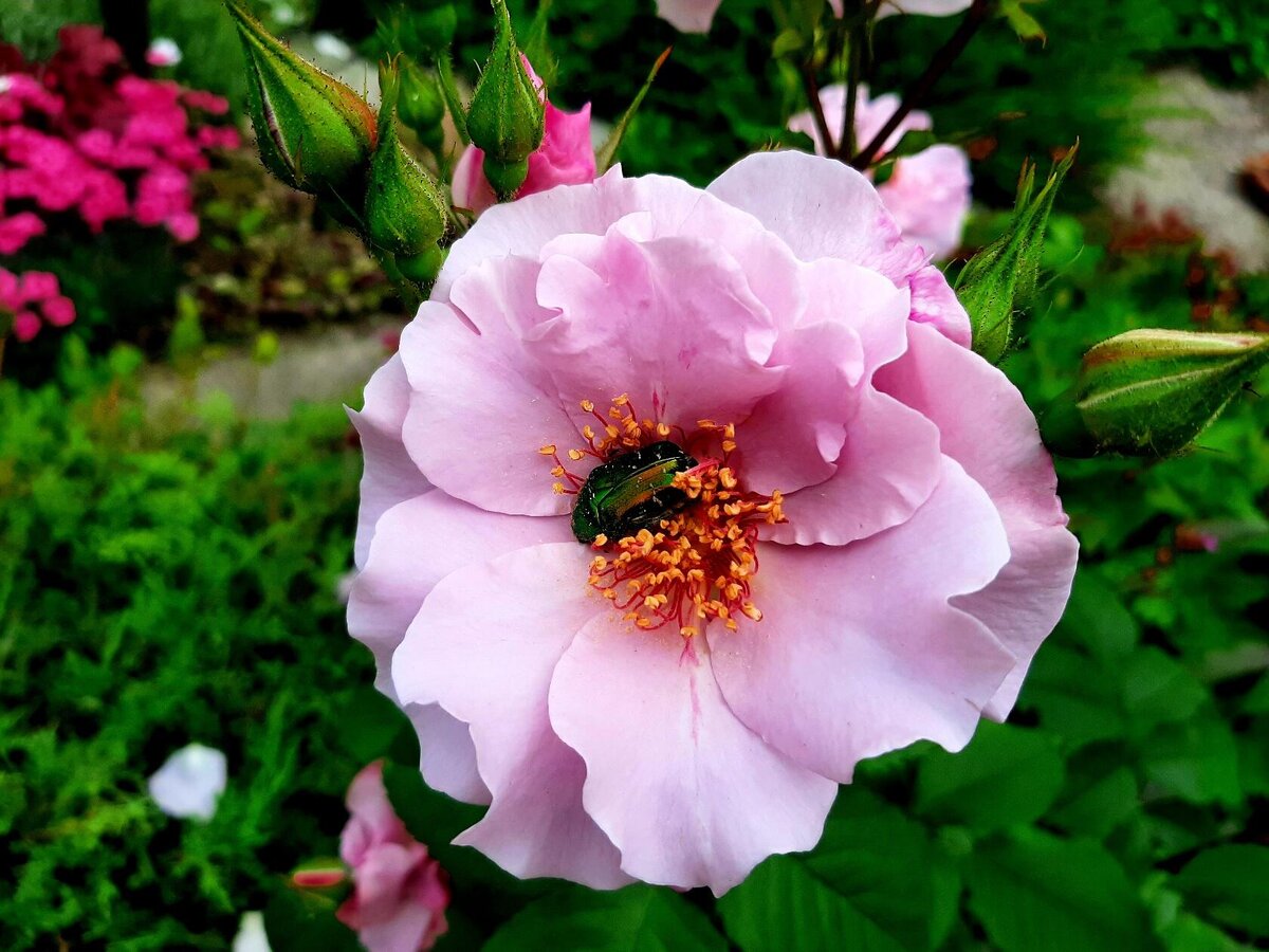 Бронзовка перед смертью...