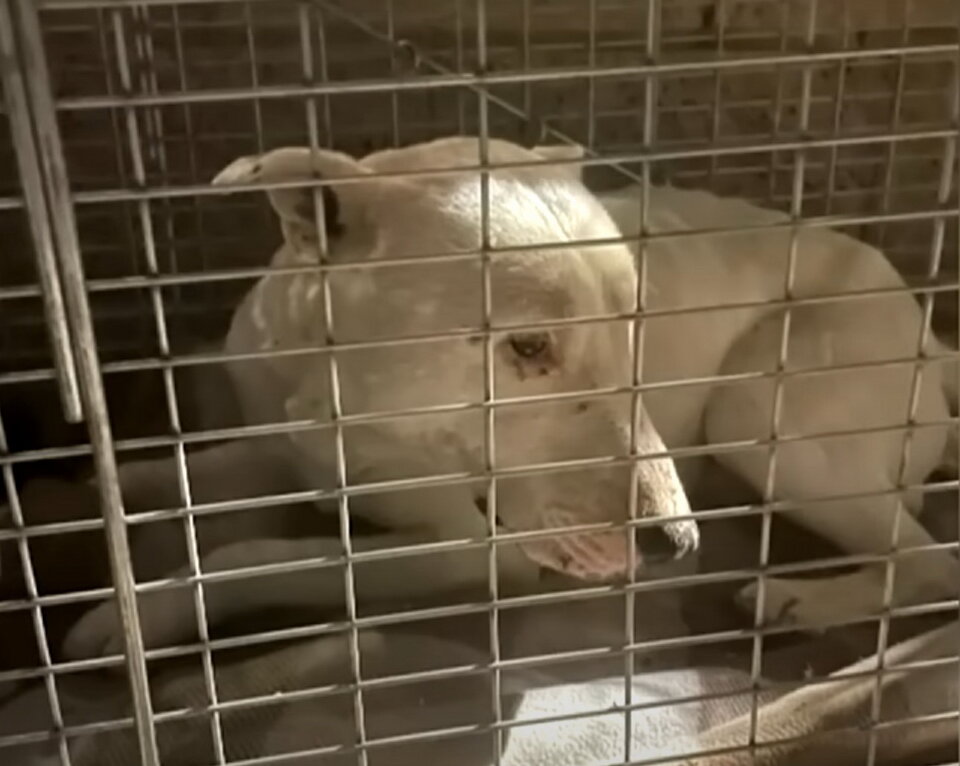 Невероятно мерзкую рыбу поймал рыбак. Тварь поймана. Страшное чудовище выловили рыбаки. Невероятно страшную тварь поймал рыбак. Сахалинская зубатка рыба.