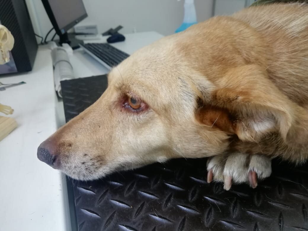 Смерть домашнего животного кошки. Как справиться со смертью питомца. Человек с собакой. Смерть любимого кота. Гибель питомца переживание.