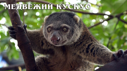 Крокодил прячется в воде. Сони удивительные животные книга. Мама на море яндекс дзен читать. Дзен. Дзен читать про животных.