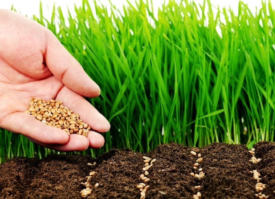 почва плодородие почвы. критерии плодородия почв. оценка плодородия почв. критерии плодородия почв. фитосанитарный севооборот.