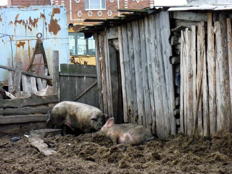 Депрессия и загоны загоны песня. Грязный сарай. Старый свинарник.