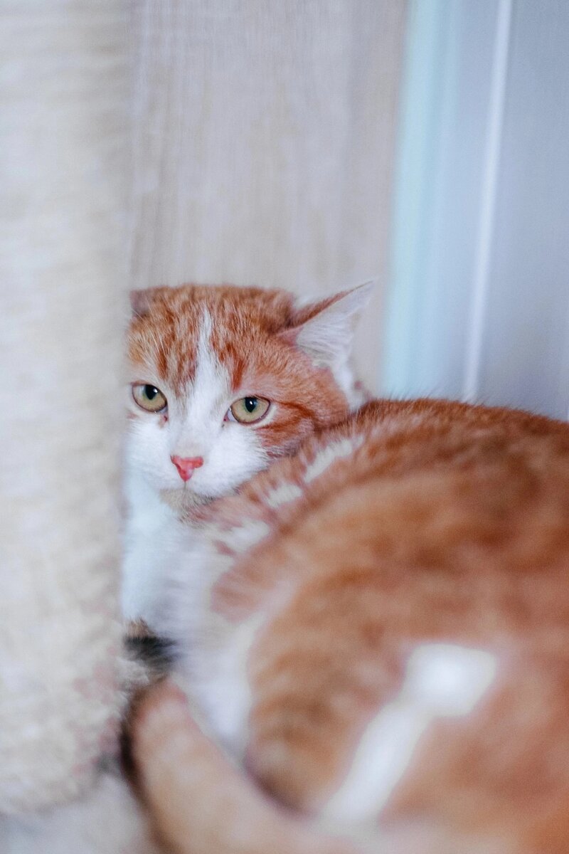 Толстый кот похудел. Кот зимой худеет а летом толстеет. Девушка худеет. Разжиревшие коты. Слоненок за весну похудел на 20 потом поправился за лето на 30.