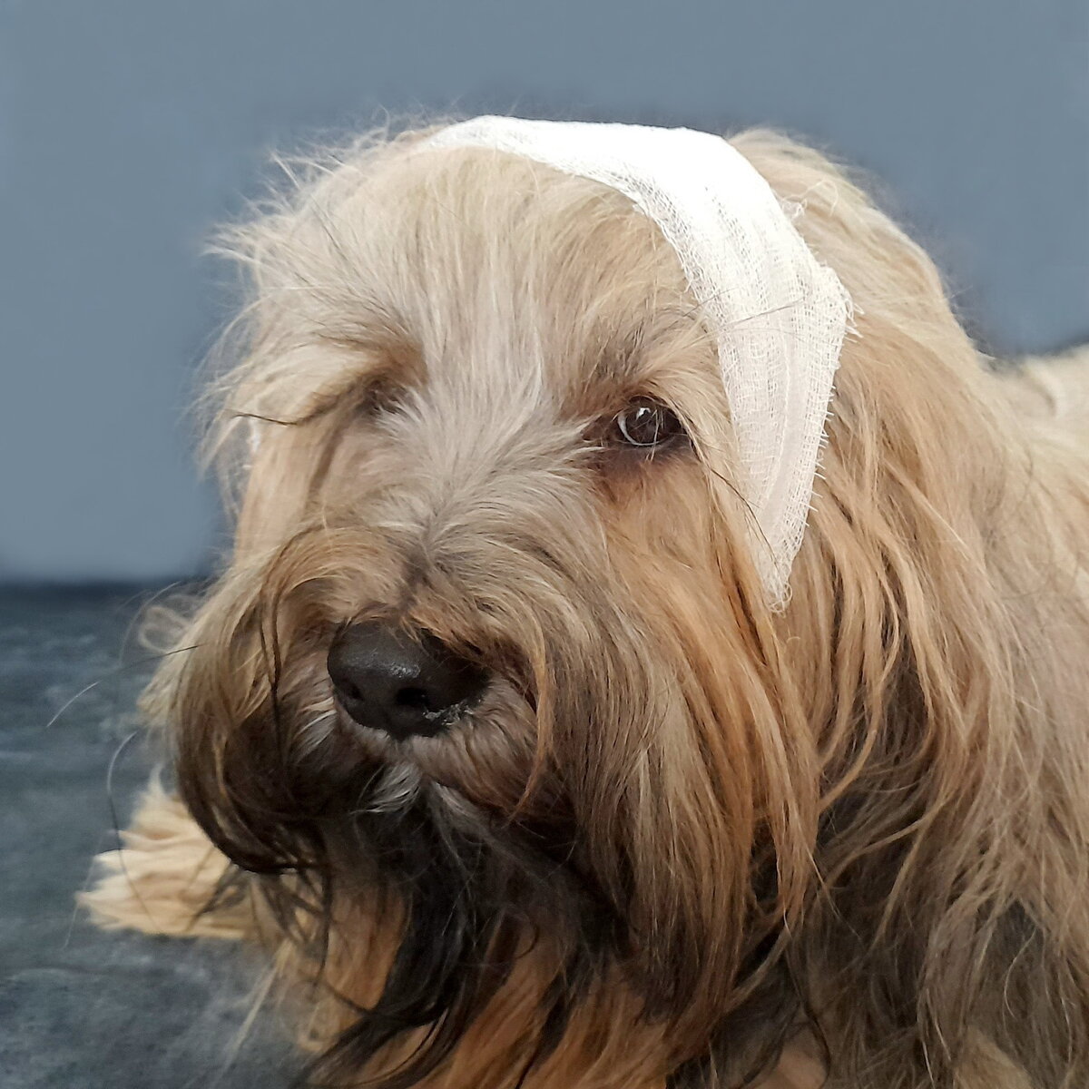 Мой тибетский терьер Меларен любезно согласился попозировать для создания иллюстрации к статье. Фото из личного архива