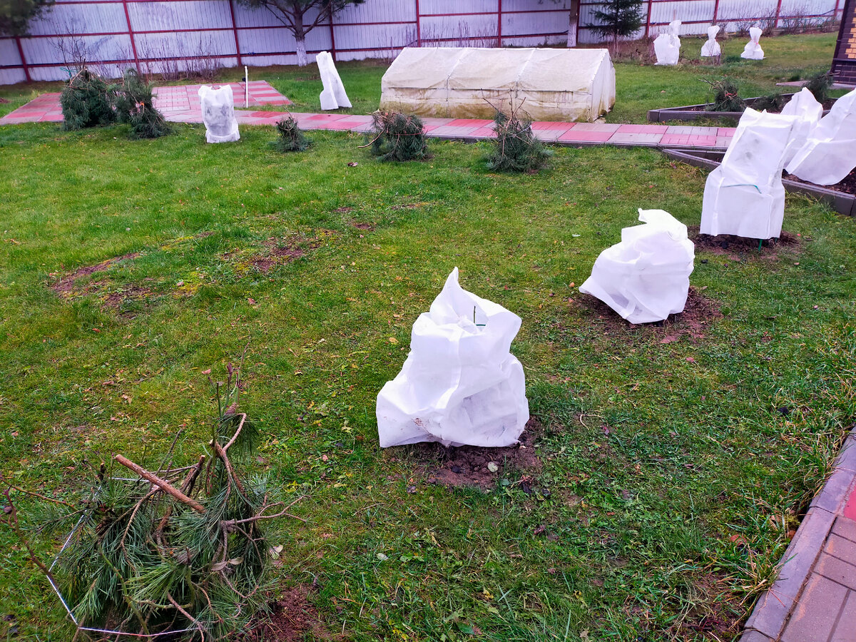 Колея на фоне укрываемых роз осень 2021