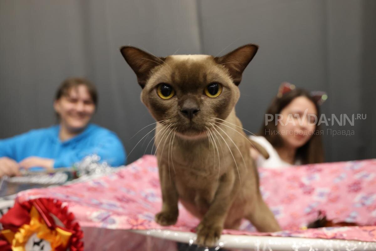 влияние пациентов друг на друга. как нужногтеоситься к людям. необходимо внимательно относиться к. проблемы подросткового возраста рисунки. отношусь как к другу.