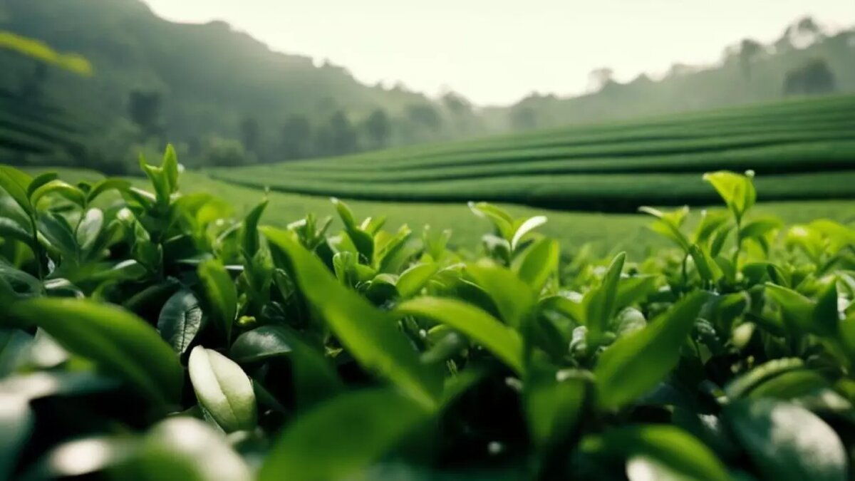 Забота о сердце. Может ли иголка дойти до сердца. Может ли иголка дойти до сердца. Может ли иголка дойти до сердца. Сломать иголку примета.