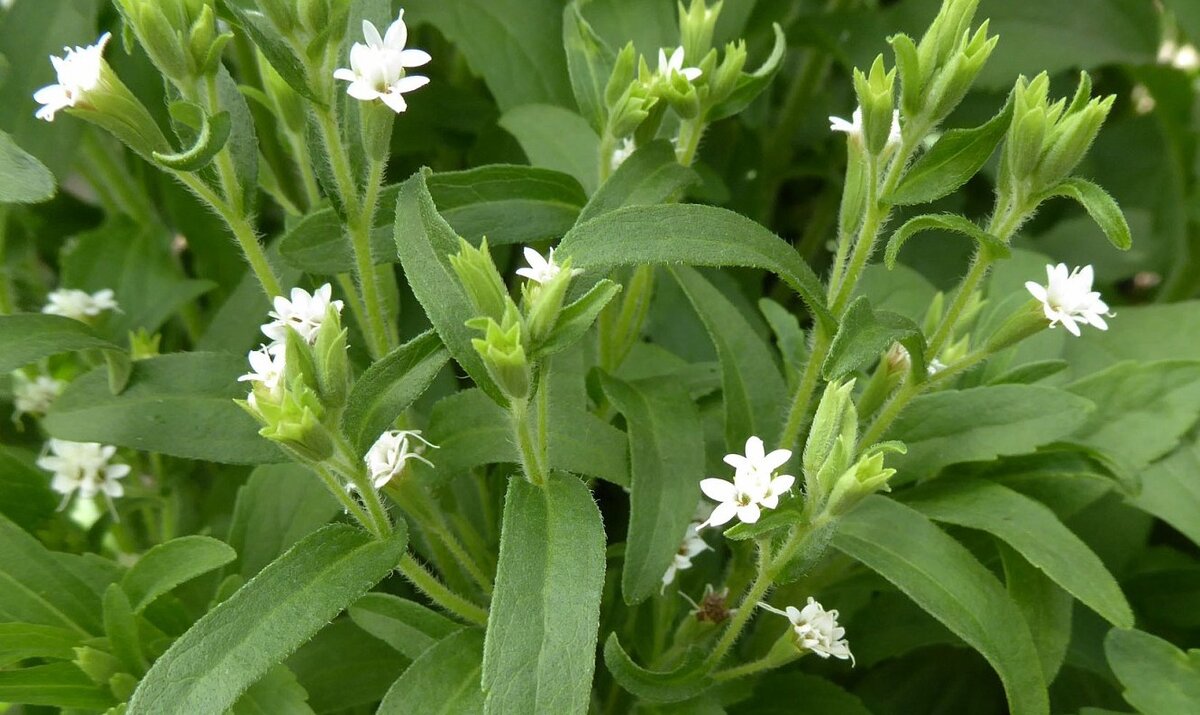 Стевия растение. Stevia rebaudiana. Stevia rebaudiana Bertoni. Стевия медовая травка.