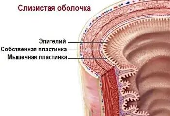 Слизистый слой кишки. Слизистая оболочка человека. Слизистая оболочка тонкой кишки. Слизистая оболочка кишечника.