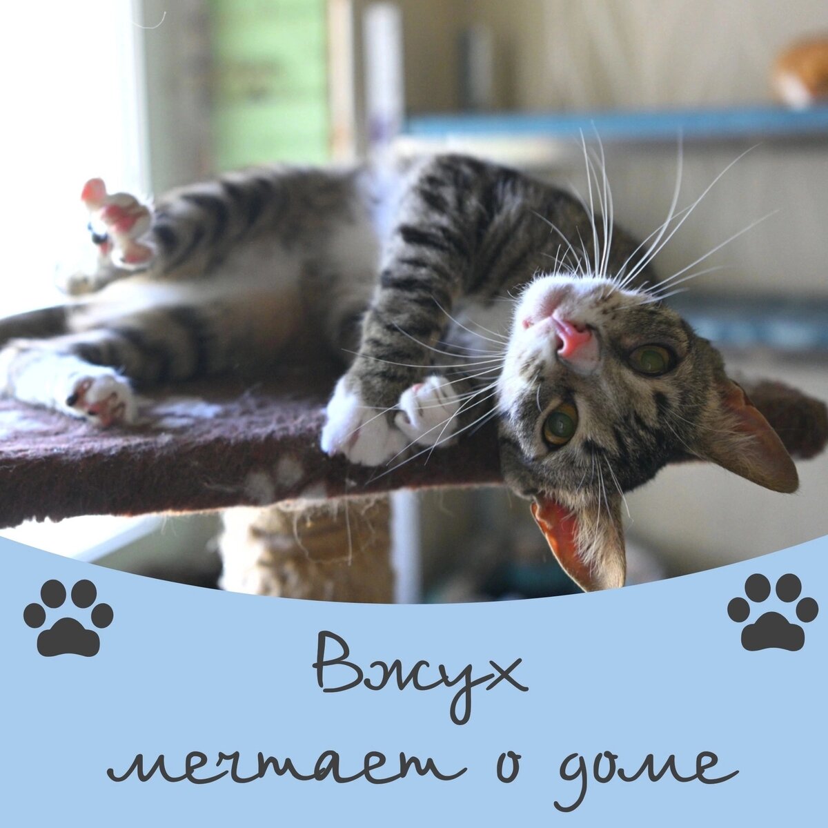 Кот Вжух мечтает о доме 🐈🏠 | Приют 