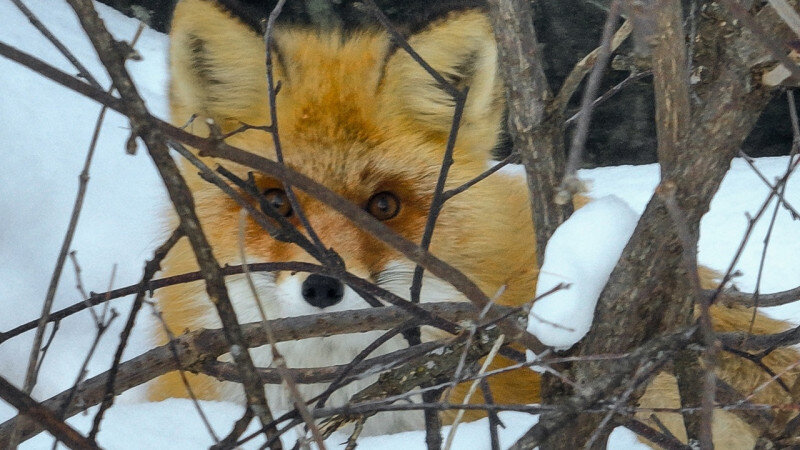     Рыжая лисица. Алтайский биосферный заповедник