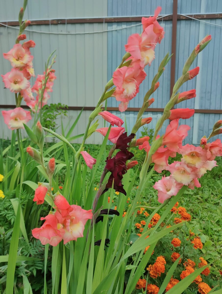 Фото не самое удачное, но зато понятно, в каких спартанских условиях живут гладиолусы: почти под забором, без опоры. На зиму, конечно, домой, в холодильник )))