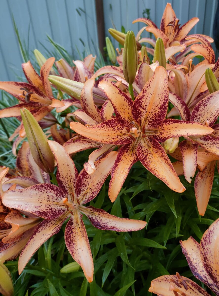 Краткосрочное и долгосрочное планирование. Схема компоненты физической культуры. В каком плане компонент. В каком плане компонент. Учебный план структура учебного плана.