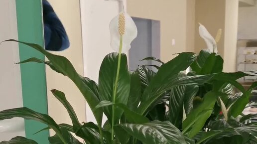 грина 40 гемотест. ветеринарная клиника в дзержинском московской области на лесной. клиника семейной медицины ирбит. зеленая улица доктор. ваш добрый доктор.