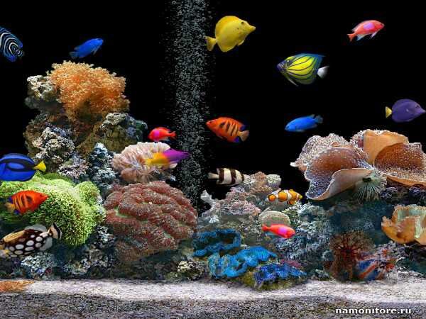 Фотография взята с сайта: namonitore.ru