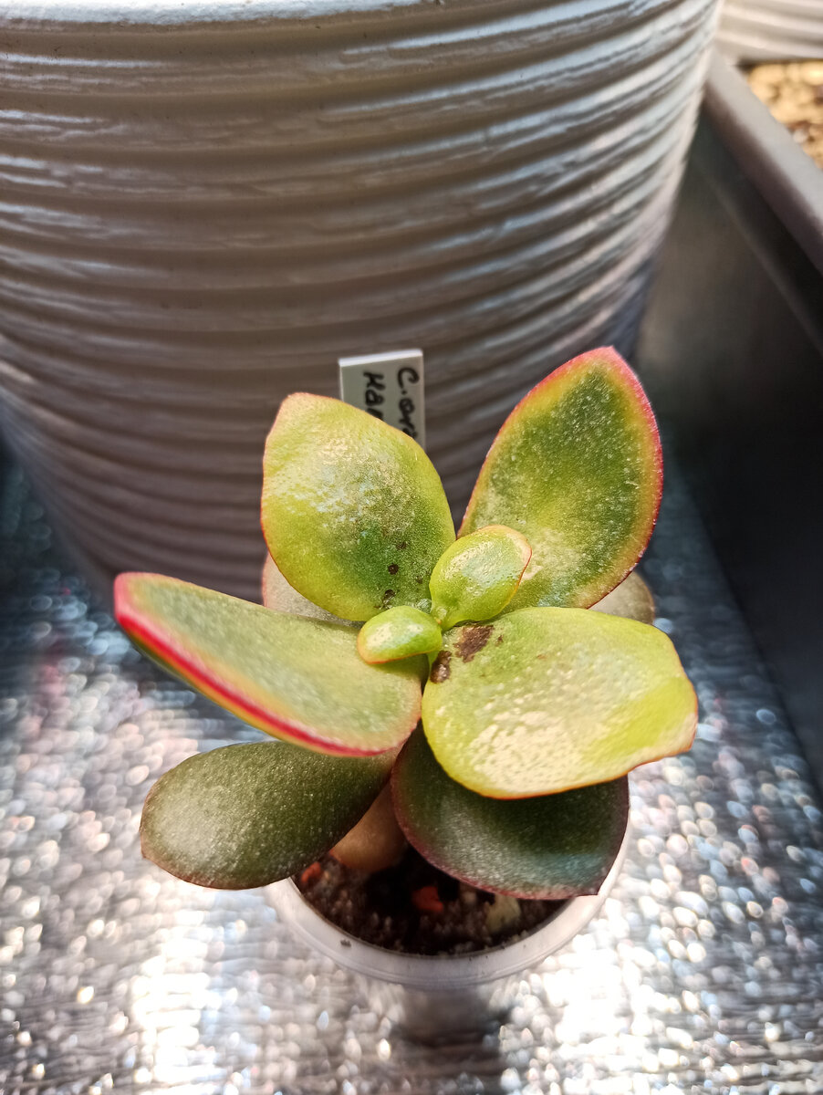 На комнатных суккулентах следы ожогов все еще видны. Такие листья в конечном итоге отмирают и осыпаются (фото автора)