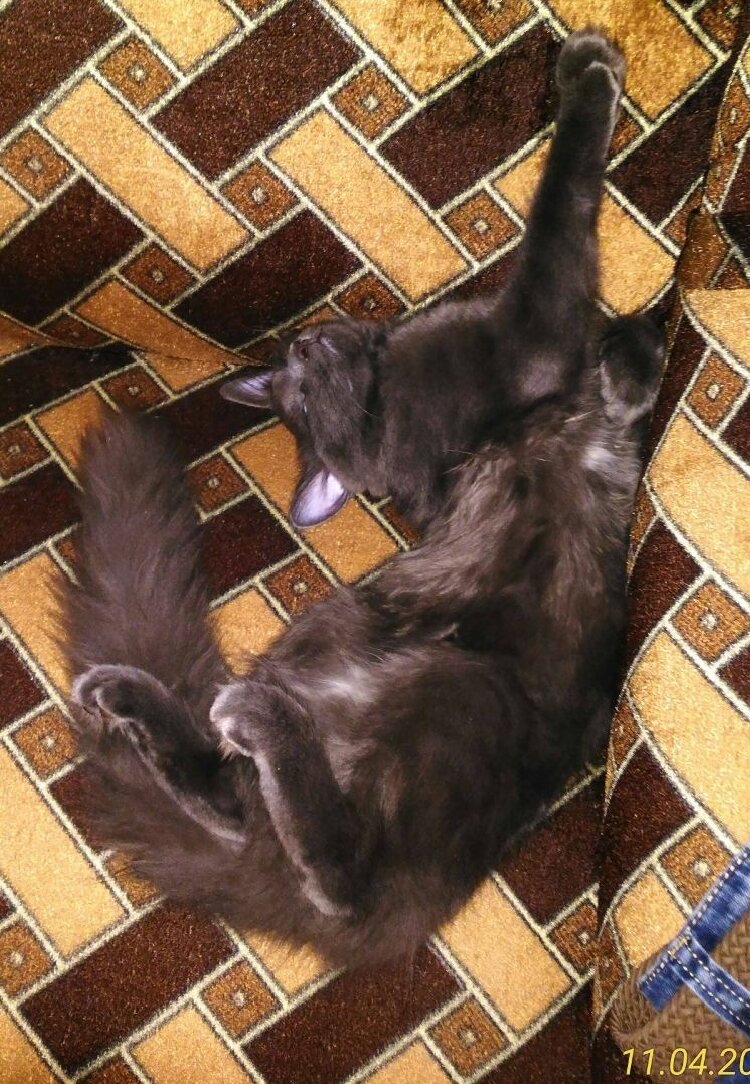 мейн кун охотится на крыс. мейн кун проблемы с сердцем. мейн кун проблемы с сердцем. здоровый кот. мейн кун и колли.