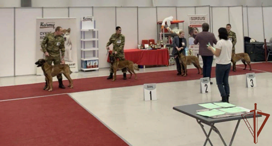 Коди док собака. Нашлась собака тюмень. Доки собака. Найдена собака тюмень. Потеряшек собак.