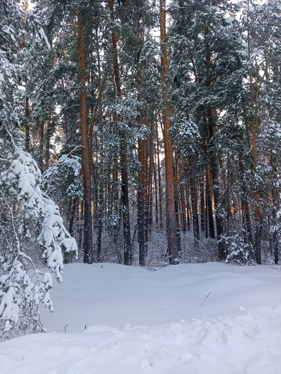 зима какая. зимняя москва. сибирь зимой. какая будет зима в том году. зима в украине.