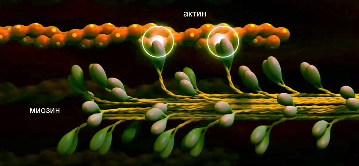 Актин и миозин. Взаимодействие актина и миозина. Актин миозин АТФ кальций. Актин миозиновый комплекс. Актино