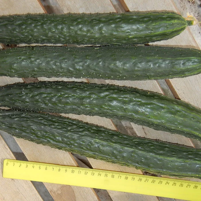 огурцы растут. сон огород огурцы. огурчики на грядке. огурцы сорт гектор. огурец трюкач f1.