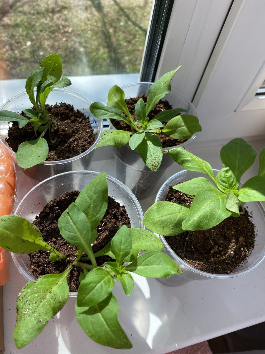 Взошли 4 ростка из 10 гранул