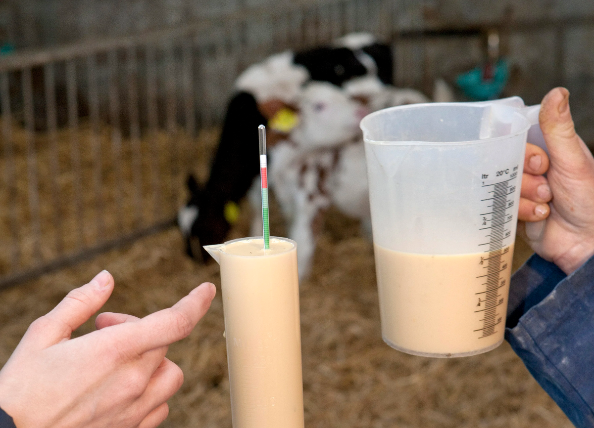 молозиво коровье польза для человека