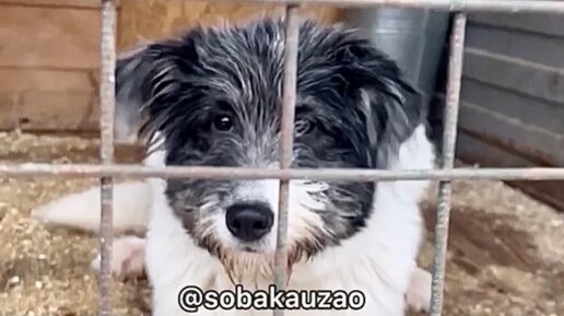 приют для животных щербинка. приют для животных щербинка. о. щербинский приют для собак. приют для животных щербинка.