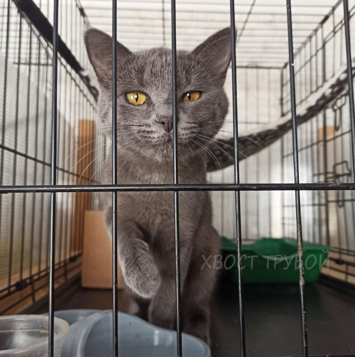 сидячий кот. кошка на улице. лестница для кошек. серая кошка на улице. животные на ступеньках.