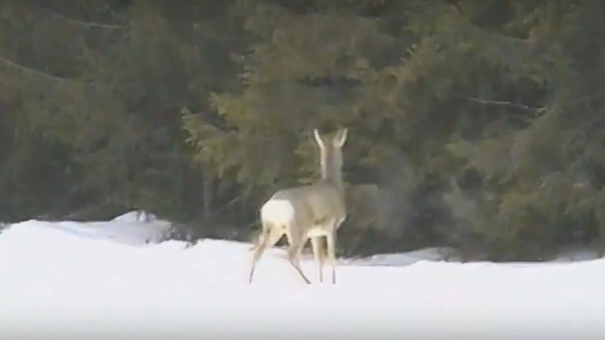     Сотрудники регионального минприроды пересчитывают животных в лесах Удмуртии.
