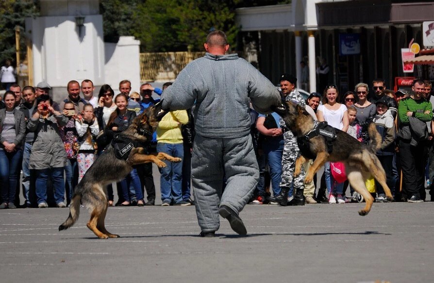 Ещё фото с показательных. Задержание фигуранта двумя собаками. Юна и Юкас
