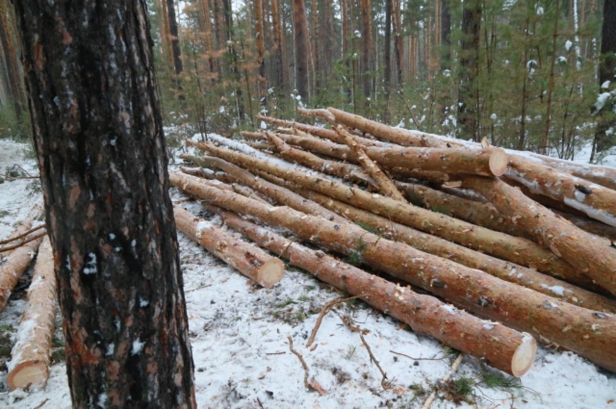    Двух жителей Тверской области осудили за 47 срубленных деревьев