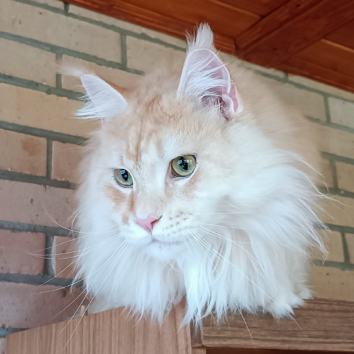 Красивый и здоровый кот окраса камео. Можно поинтересоваться.