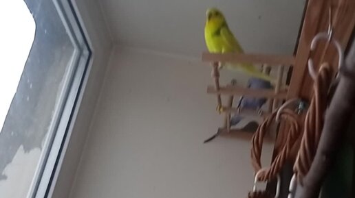 конструирование попугая из бумаги. оригами попугай. как сделать легкого попугая. оригами попугай. поделки оригами попугай.