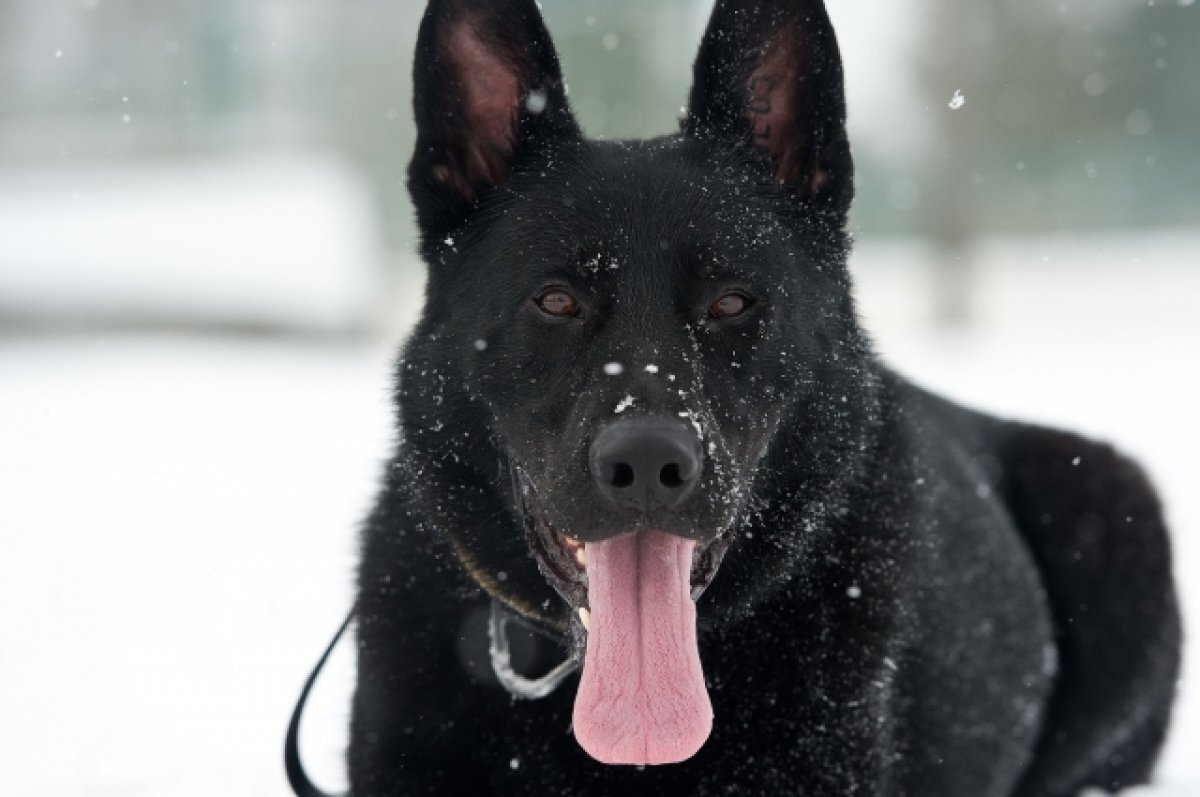    В 2023 году количество нападений собак на людей на Ямале снизилось на 10%