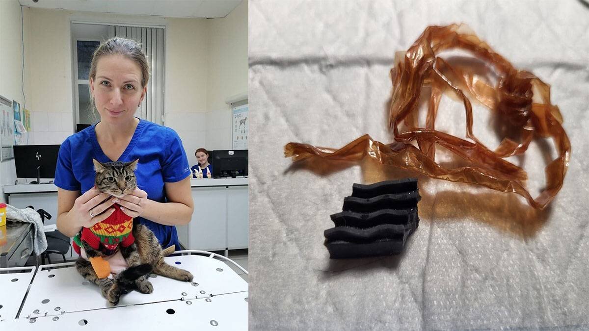    Фото: t.me/moscownewsagency